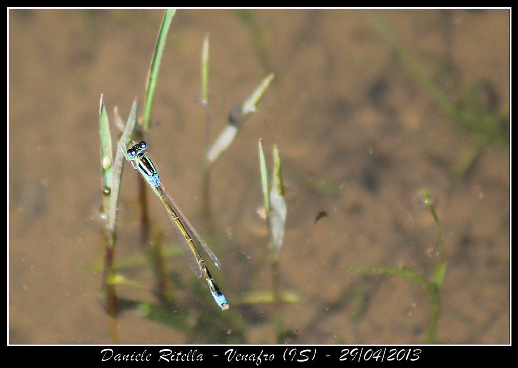 Ident. libellula 1 - Venafro (IS)